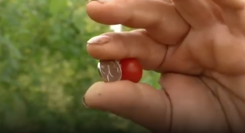 VERDENS MINSTE: Denne tomaten er på størrelse med en israelsk shekel.
 Foto: Skjermdump fra YouTube
