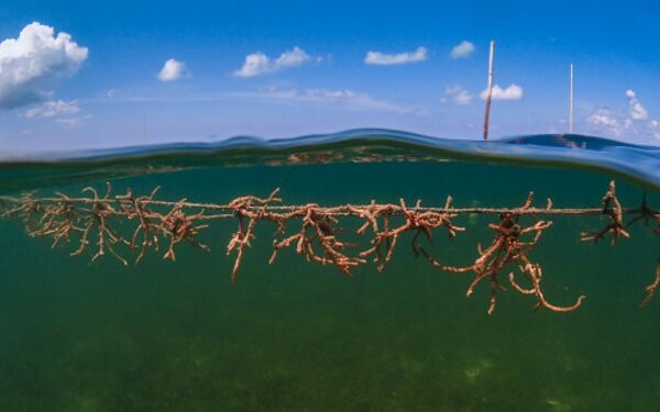 Medisin fra havet kultiveres i Israel