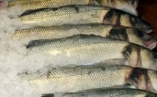 Meningsløs fiskeboikott fra Russland