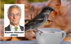 Fugl og katt, ditt ansvar. Hvordan vil du løse det?