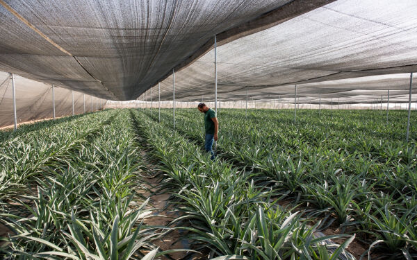 Israel lager ny nasjonal plan for å håndtere klimaendringer