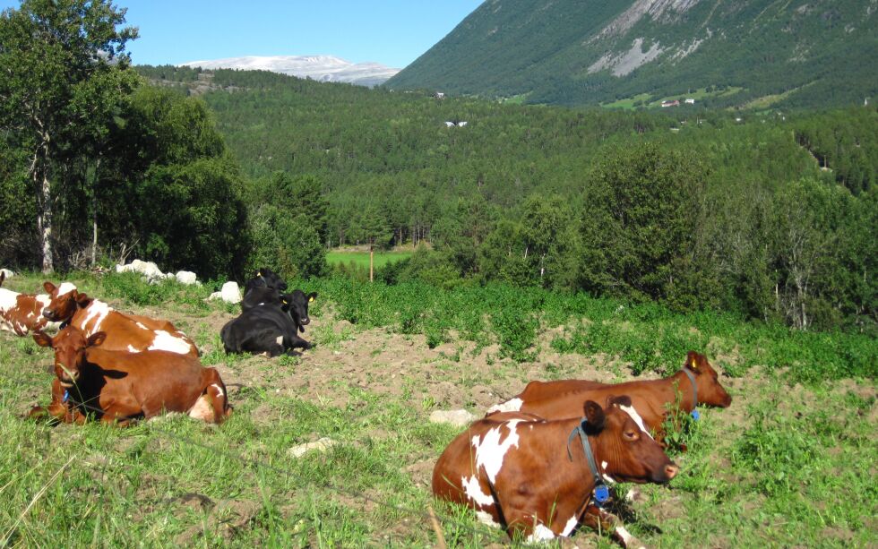 SKAL FÅ NITRAT I FÔRET: Det blir stadig færre og færre melkebruk igjen i Norge. Nå skal det bli lavere utslipp fra de få melkekyrne som er igjen ved hjelp av tilsetningsstoffer i fôret.
 Foto: Eli Bondlid