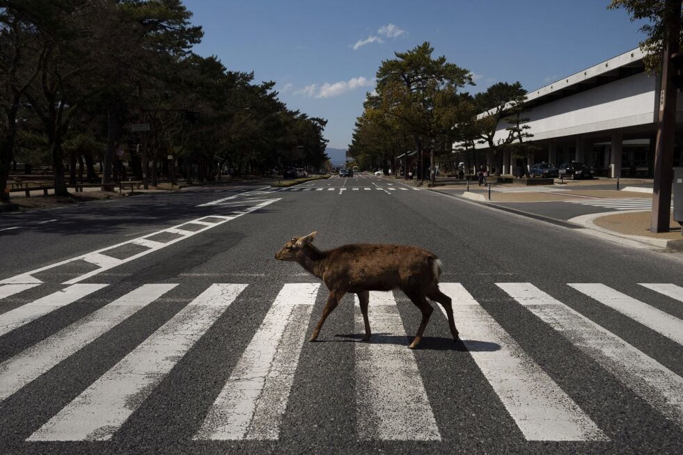 En hjort krysser et fotgjengerfelt i Japan. Ville dyr trekker inn til urbane strøk når menneskene går i karantene.
 Foto: NTB scanpix