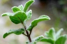 Liten plante – stor symbolverdi