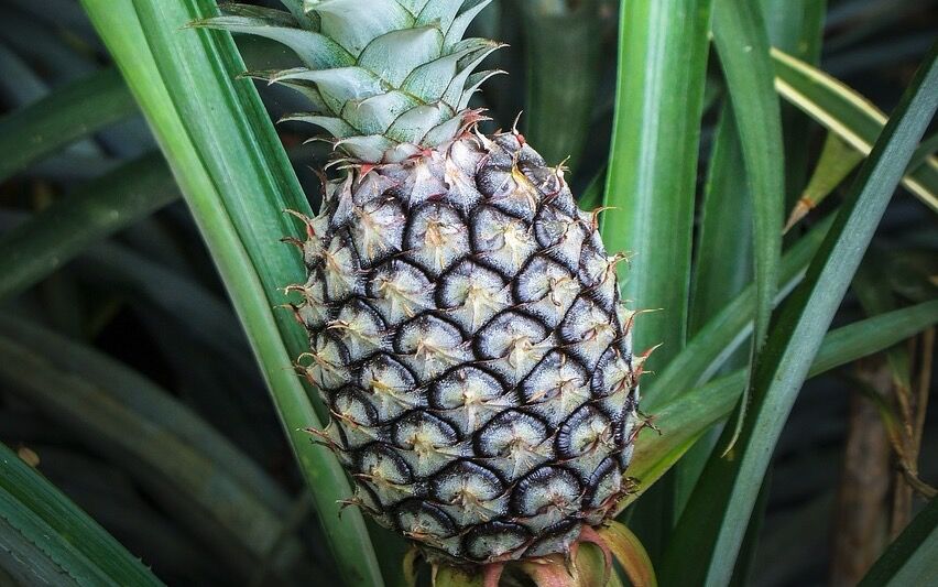 I 1493 fraktet Christopher Columbus ananas fra Guadeloupe i Karibia til Spania og Europa for første gang.
 Foto: Pixabay
