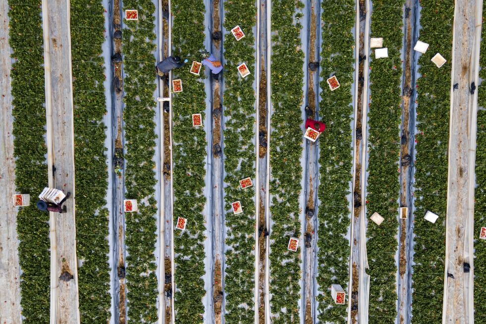 DRONEFOTO: Jordbæråkeren på familiegården til Chahi Ariel i nærheten av Netanya, Israel, der verdensrekord-jordbæret ble dyreket fram i fjor.
 Foto: Ariel Schalit / NTB / AP