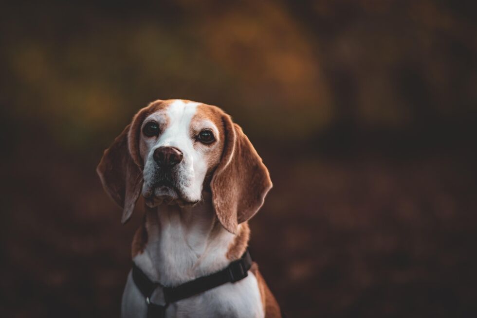 Spesialtrente hunder av rasen beagle brukes for å diagnostisere kreft før symptomer oppstår.
 Foto: Michel Hermens / Pixabay