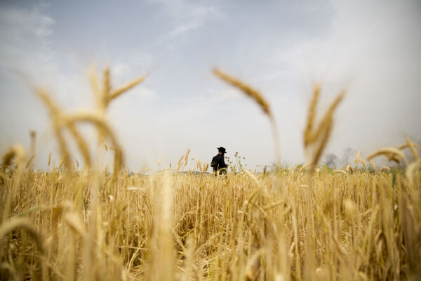 Israel feirer Shavuot