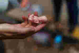 Si din mening om ny abortlov