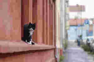 Amerikansk kvinne arrestert for å ha spist en katt
