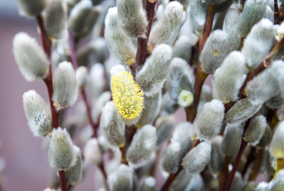 Gåsunger er rakler hos selje og vierarter i blomstringstiden om våren. For dem som er allergisk mot salix-pollen, kan de ørsmå blomstene fra trær som selje, pil og vier gi symptomer og plager.
 Foto: Gorm Kallestad / NTB