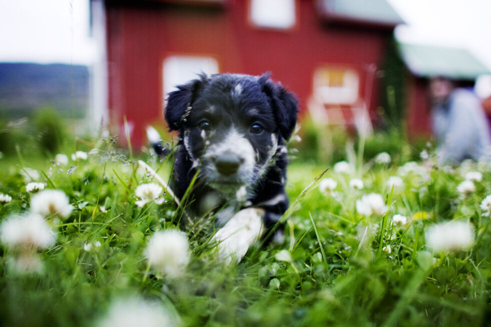 Flere vårblomster kan være giftige. – Når vi setter ut fine blomster, tenker vi ikke på hvor morsomt det kan være for noen å grave dem opp og stikke av med dem, sier veterinær Marianne Muri Skarstein.
 Foto: Kyrre Lien / NTB