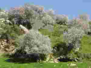 Mandeltrærne blomstrer i Israel