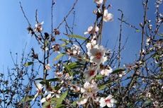 Mandeltrærne blomstrer allerede