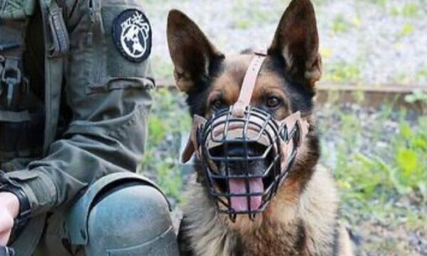 Kamphund drept av Hamas