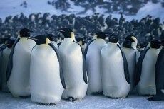Pingviner inspirerer kristne i USA