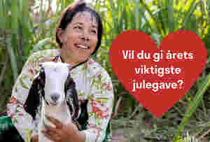 Flere «får» operasjoner og geiter under treet