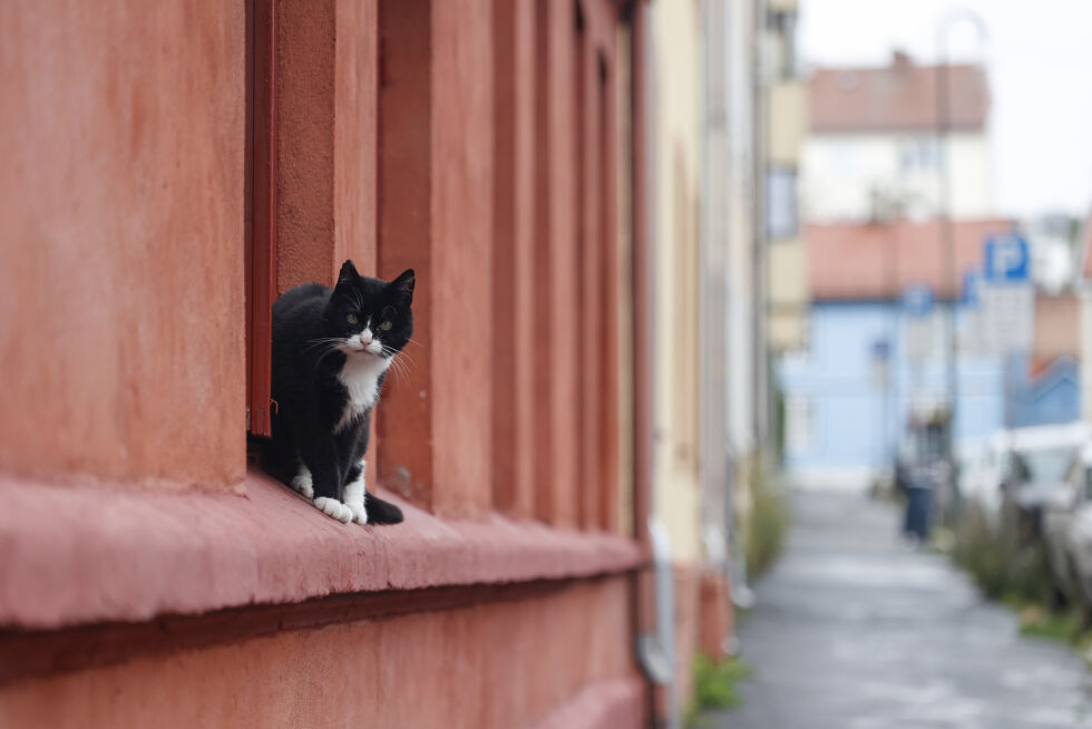 En kvinne får nå fengselsstraff etter å ha spist en katt.
 Foto: NTB/Illustrasjonsfoto