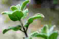 Liten plante – stor symbolverdi