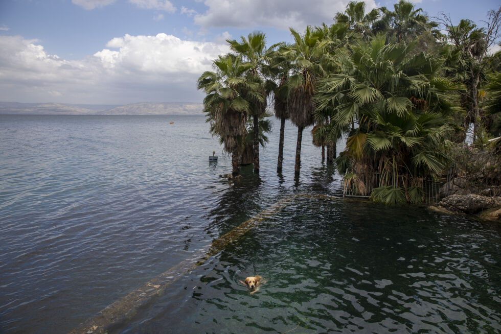 KINNERET: En firbent krabat tester badevannet i Genesaretsjøen, som har ekstra høy vannstand denne våren.
 Foto: NTB