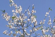 Mandeltreet blomstrer