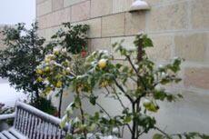 Ny snøstorm i Jerusalem