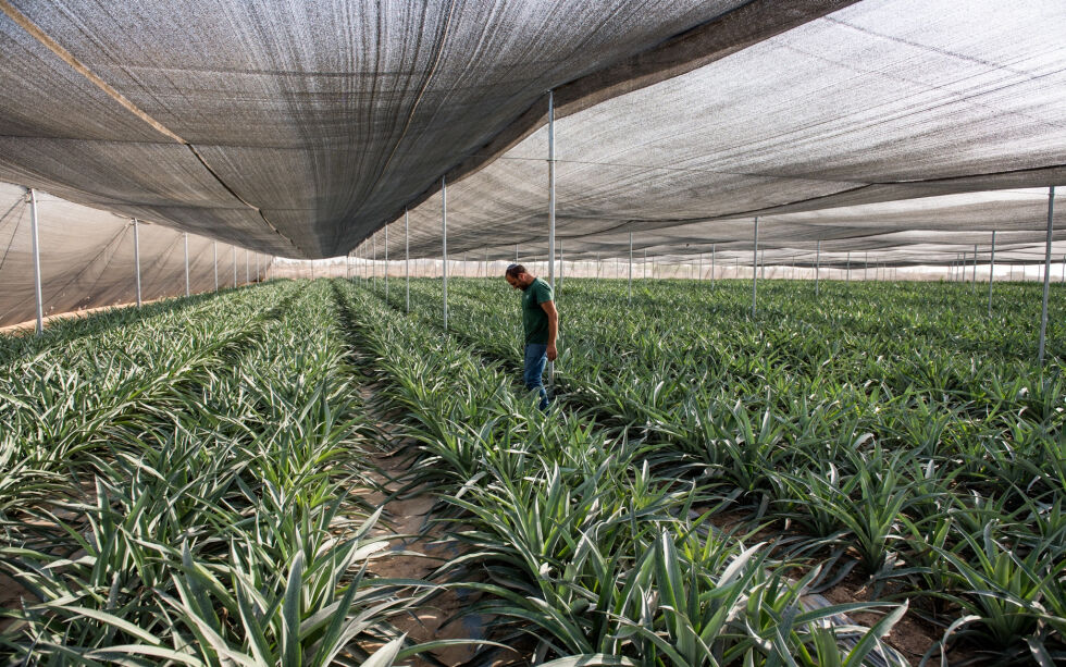 Bonden Yedidya Hochman dyrker ananas i et drivhus i den tørre jorden i Halutza Sands sør i Israel. Illustrasjonsbilde.
 Foto: Kobi Richter/TPS