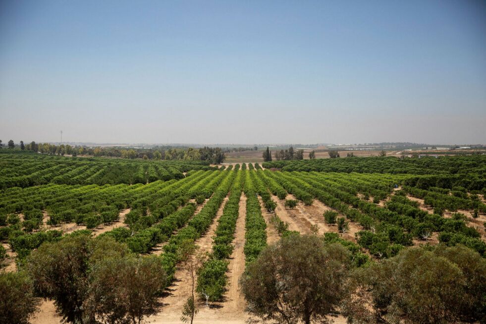 Et landbruksområde i Israel.
 Foto: Hillel Maeir/TPS