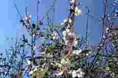 Mandeltrærne blomstrer allerede