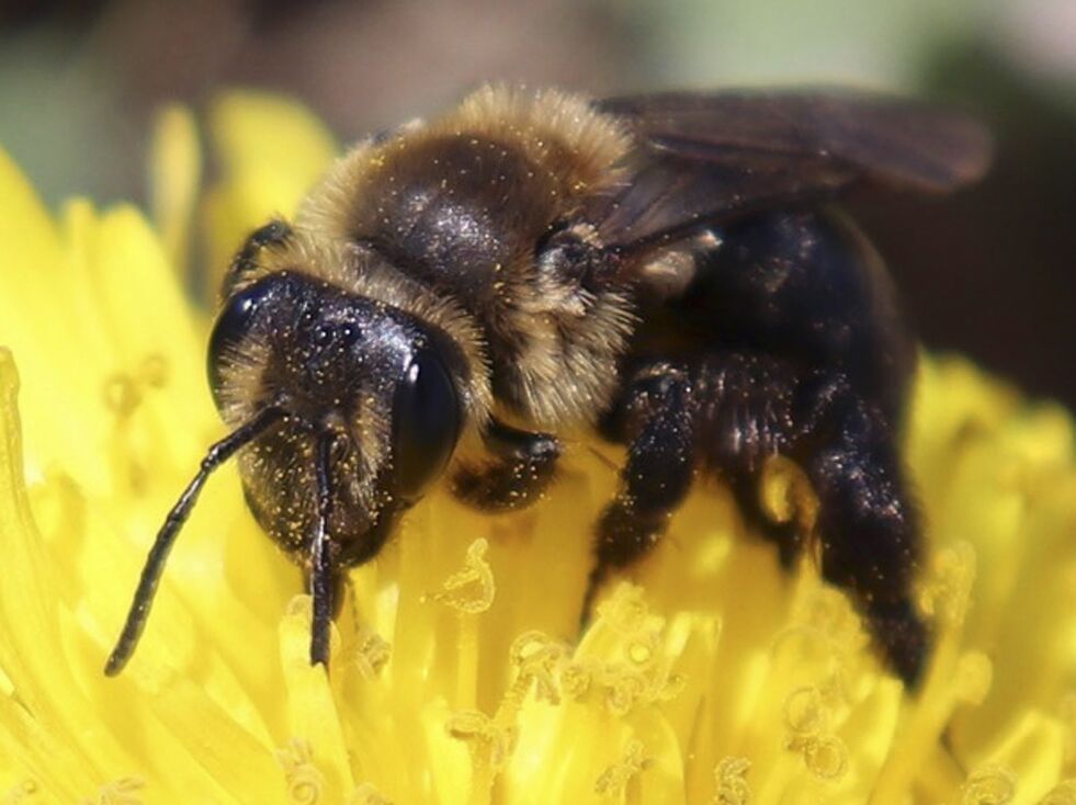 Forskere anslår at planeten vår i dag huser rundt åtte millioner forskjellige arter, de fleste av dem er insekter. Illustrasjonsfoto: University of New Hampshire / Molly Jacobson via AP / NTB scanpix