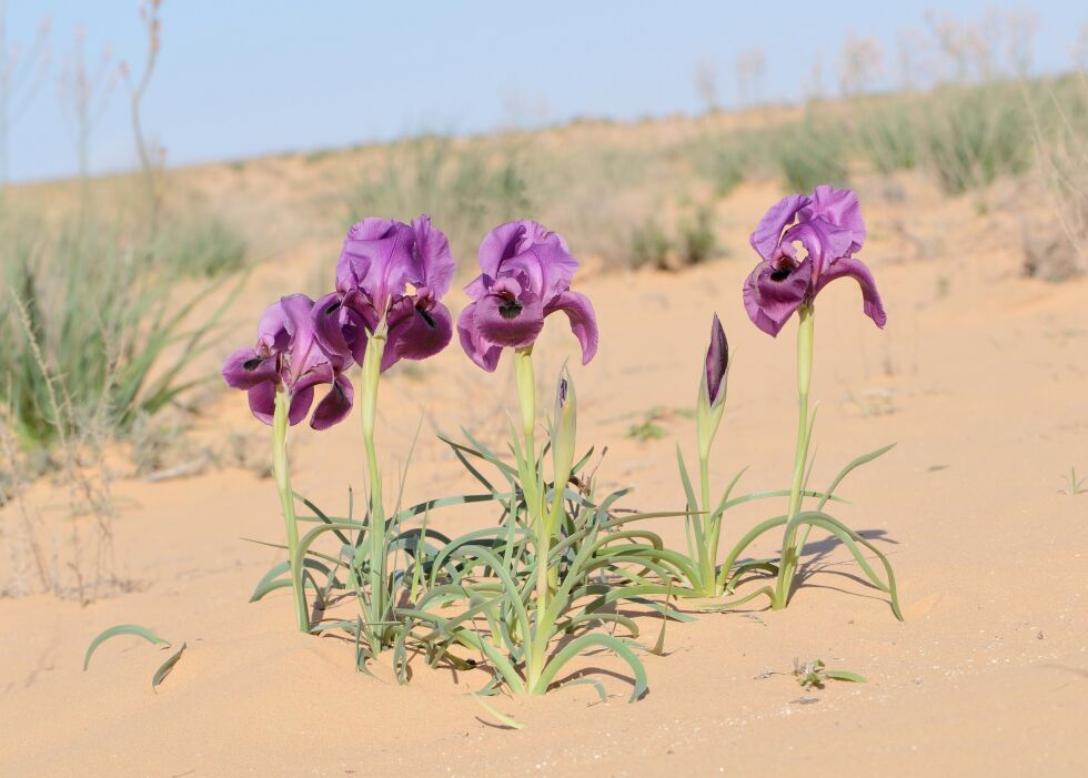 Iris mariae Barbey i Nordlige Negev, Israel.
 Foto: Gideon Pisanty/Creative Commons Attribution 3.0 Unported