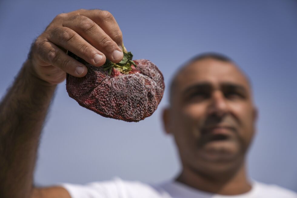 Den israelske gårdbrukeren Chahi Ariel med rekord-jordbæret på hele 289 gram.
 Foto: Ariel Schalit / NTB / AP