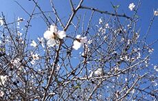 Mandeltreet blomstrer – det går mot vår